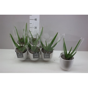 Aloe Vera Liv Keramiek