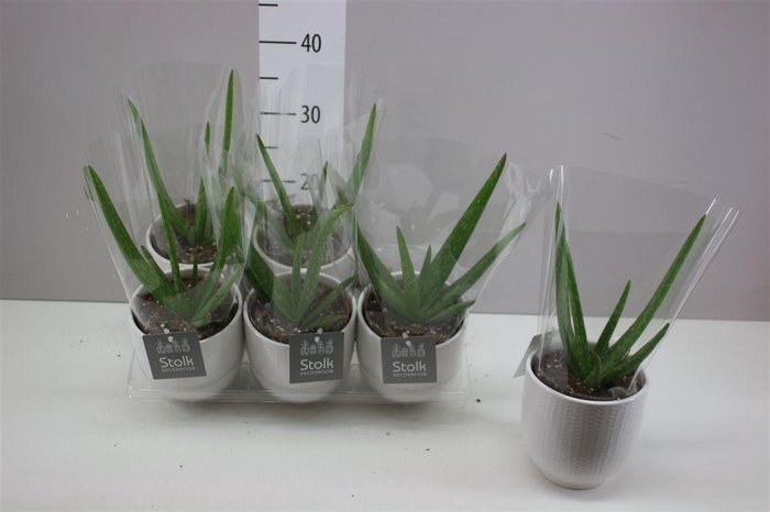 <h4>Aloe Vera Liv Keramiek</h4>
