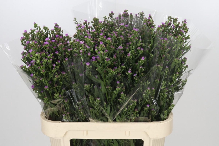 <h4>Aster Painted Lady</h4>