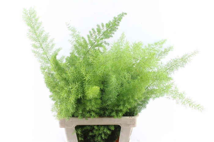 <h4>Asp Dens Myers</h4>