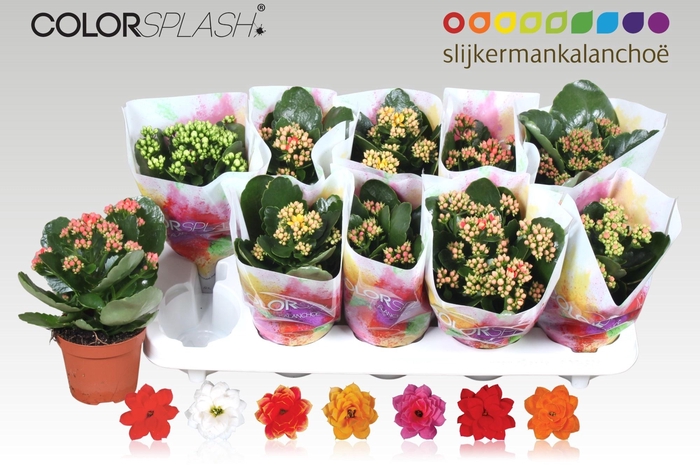 <h4>KAL GE GEM 7 KL</h4>