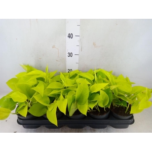 Epipremnum pinn. 'Golden Pothos'