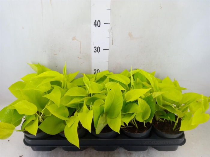 <h4>Epipremnum pinn. 'Golden Pothos'</h4>