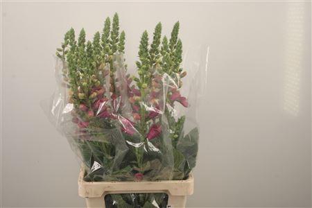 <h4>Digi Camelot Rose</h4>