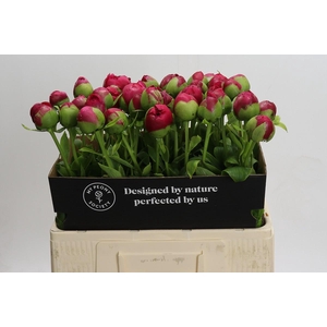 Paeonia Command Performance