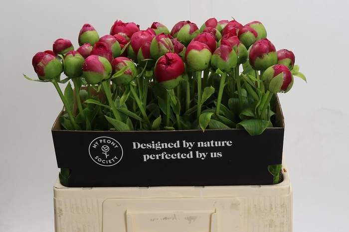 Paeonia Command Performance