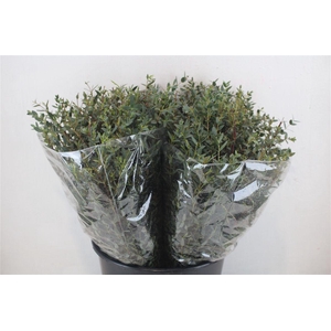 Euca Parvifolia Short 150gr P Bunch