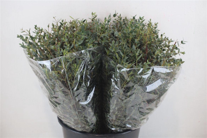 <h4>Euca Parvifolia Short 150gr P Bunch</h4>