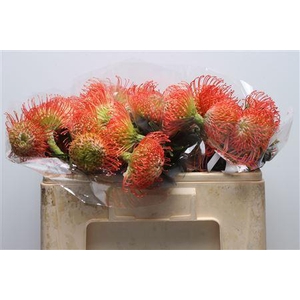 Leuco Succession Bended Neck