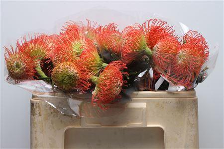 <h4>Leuco Succession Bended Neck</h4>