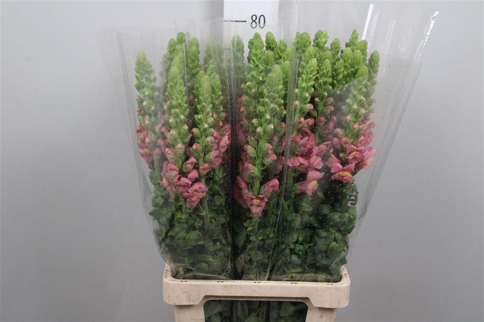 <h4>Antir It. Pink</h4>