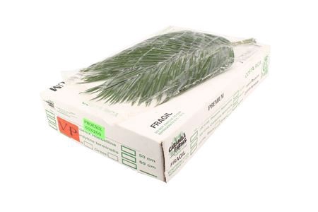 <h4>/PHOENIX 60 V P</h4>