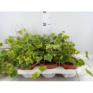 Hedera helix 'Golden Kolibri'