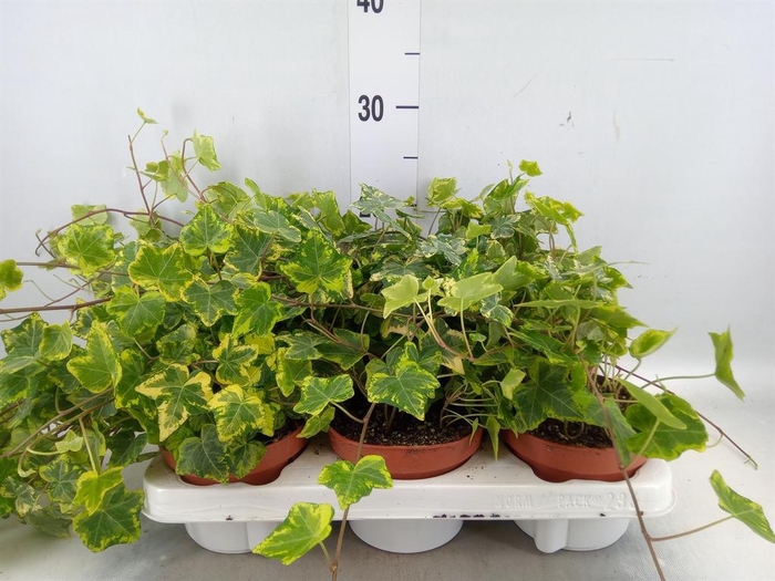 <h4>Hedera helix 'Golden Kolibri'</h4>
