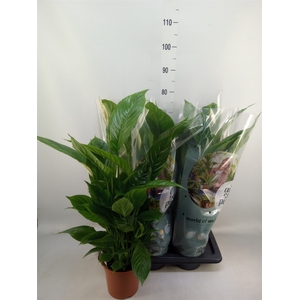 Spathiphyllum  'Vivaldi'