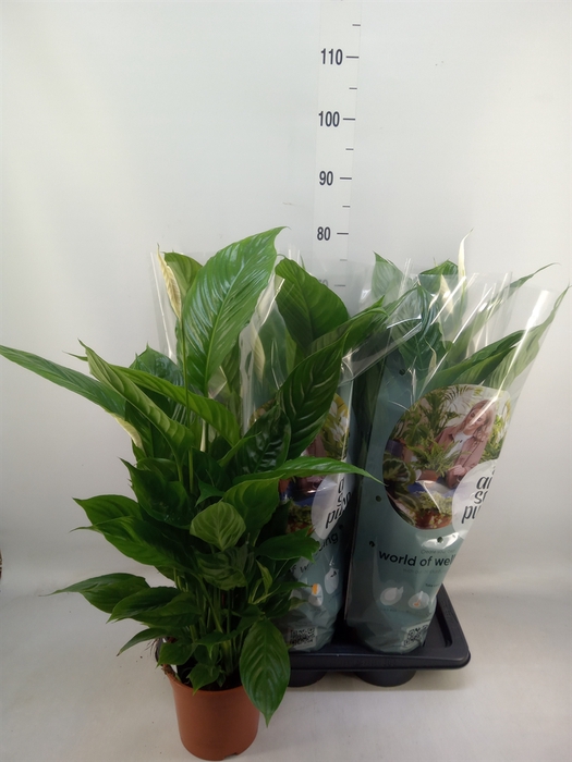<h4>Spathiphyllum  'Vivaldi'</h4>