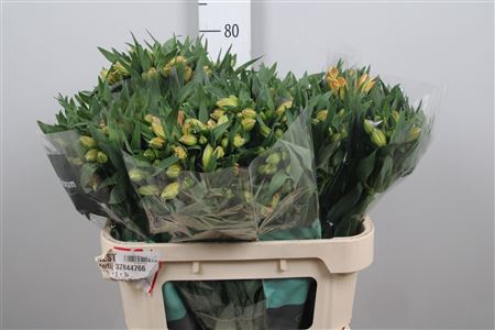 <h4>Alstr Aurora</h4>