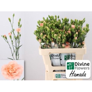 Dianthus TR 'Hamada'