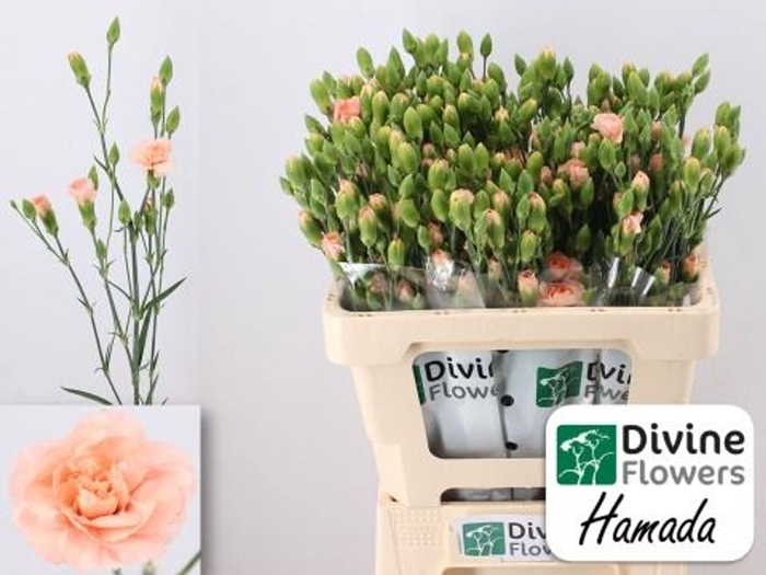 <h4>Dianthus TR 'Hamada'</h4>