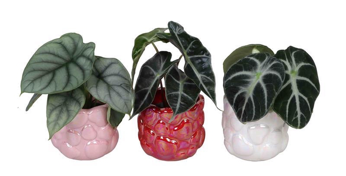 <h4>ALOCASIA MIX P6 L 66723</h4>