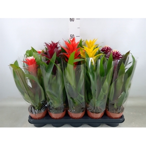 Bromelia   ...mix