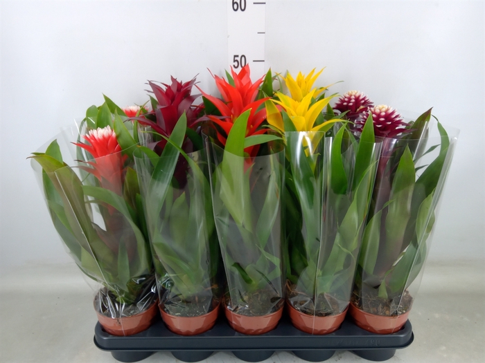 <h4>Bromelia   ...mix</h4>