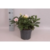 Helleborus Divers