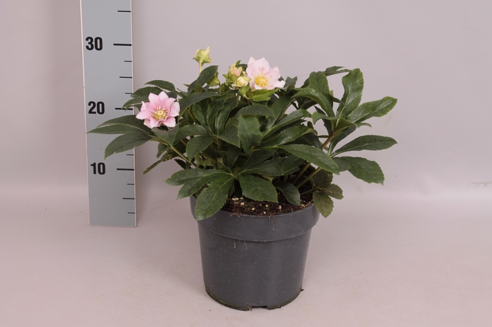 Helleborus Divers