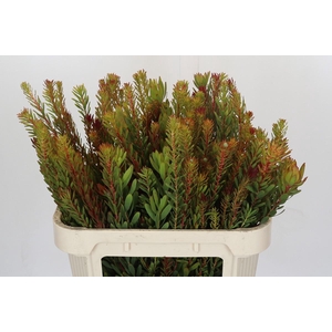 Leucadendron Safari Sunset Spray