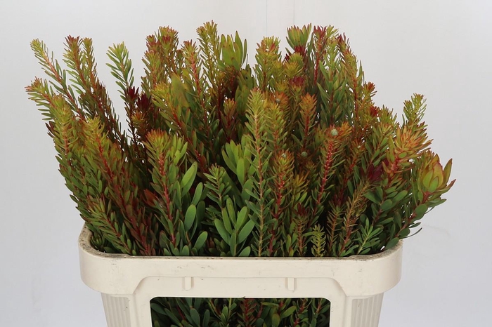<h4>Leucadendron Saf Sunset Dark R.Spray</h4>