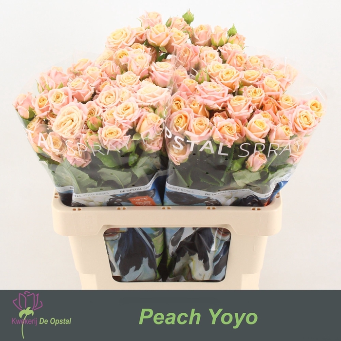<h4>R TR PEACH YO-YO</h4>