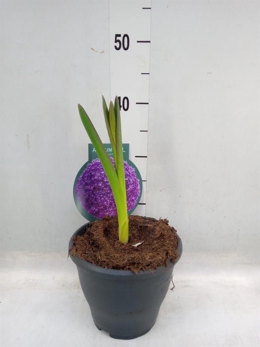 <h4>Allium 'Gladiator'</h4>