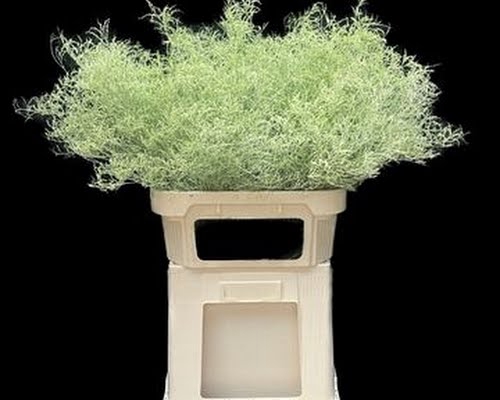<h4>Limonium Beltlaard Klb Mint</h4>