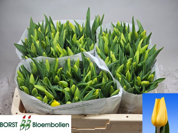 <h4>TU EN STRONG GOLD</h4>