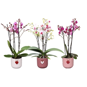 Phal. Multiflora 3-tak mix in keramiek BGC025 Mila keramiek