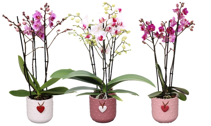 <h4>Phal. Multiflora 3-tak mix in keramiek BGC025 Mila keramiek</h4>