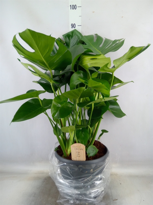 <h4>Monstera delic.</h4>