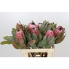 Protea Barbigera Air