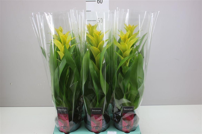 <h4>Guzmania Hilda</h4>