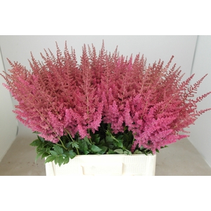 Astilbe Else Schluck