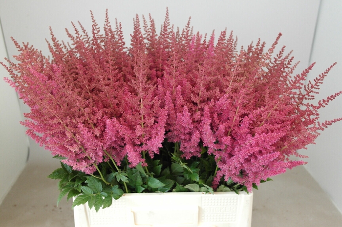 Astilbe Else Schluck