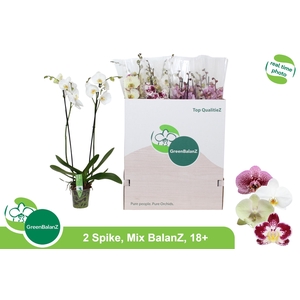 PHAL GEM