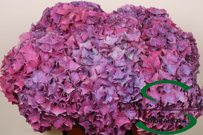 <h4>HYDR M SIBILLA PA</h4>