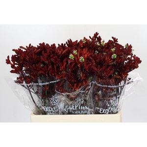 Kangaroo Paw Early Spring