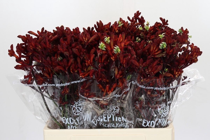 <h4>Anigozanthos Early Spring</h4>