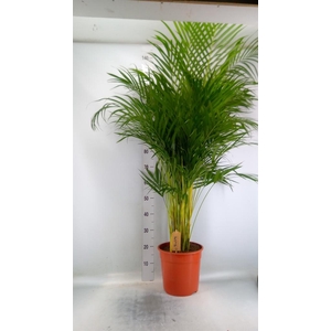 Dypsis lutescens   ...Chrysalidoca