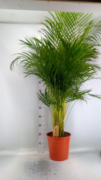 <h4>Dypsis lutescens   ...Chrysalidoca</h4>