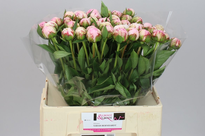<h4>Paeonia Sarah Bernhardt Ex</h4>