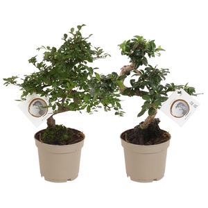 Bonsai Mix pot in ø12cm Carbon Free Plastic pot S-shape