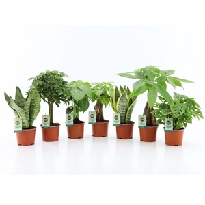 Easy to Care Mix
